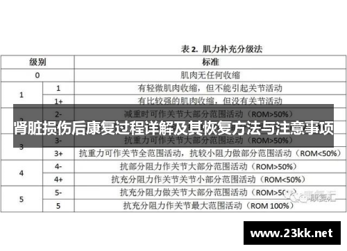 肾脏损伤后康复过程详解及其恢复方法与注意事项